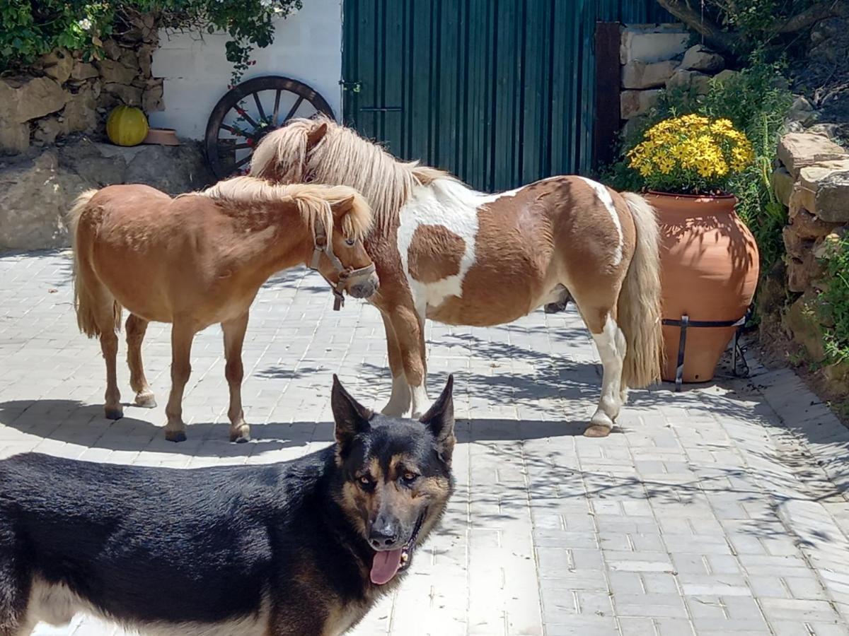Casinha De Campo- Quintinha Dos Cavalos- อาร์รูดาโดสวินญอส ภายนอก รูปภาพ