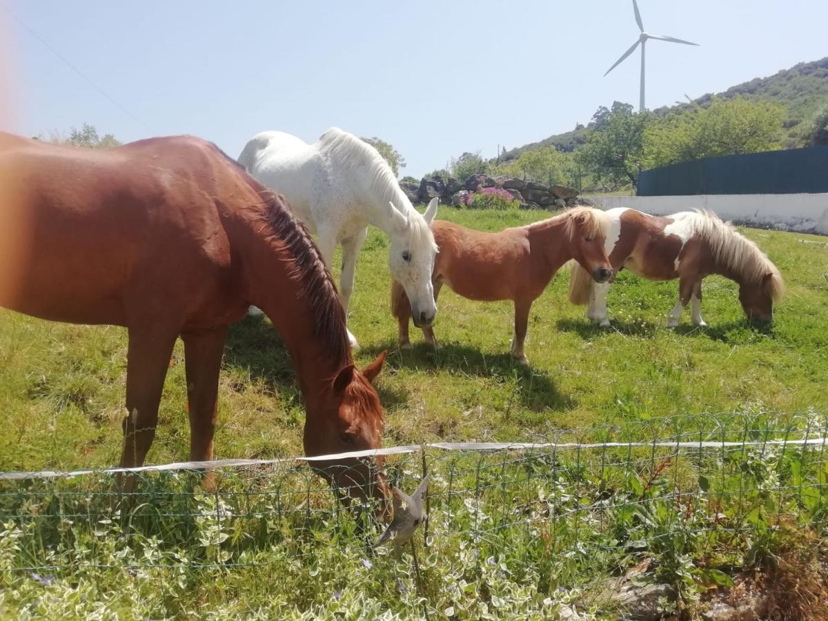 Casinha De Campo- Quintinha Dos Cavalos- อาร์รูดาโดสวินญอส ภายนอก รูปภาพ